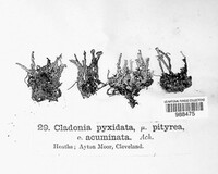 Cladonia pyxidata image